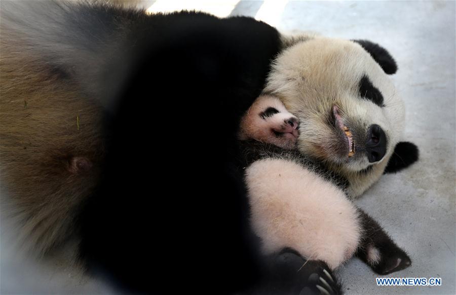 Chine : un bébé panda baptisé "cacahuète" à Shanghai