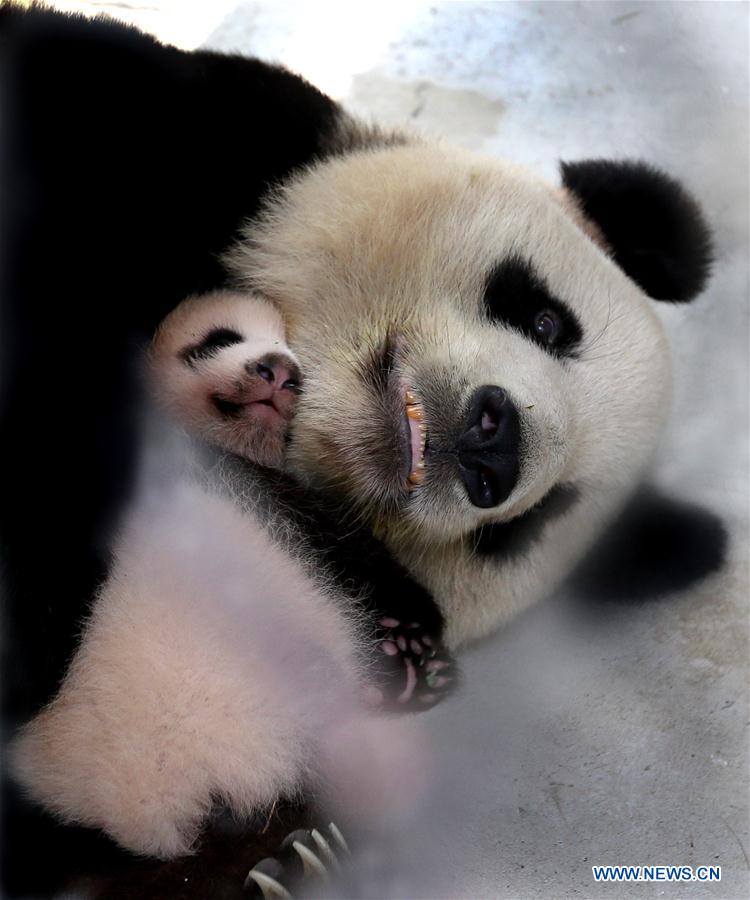 Chine : un bébé panda baptisé "cacahuète" à Shanghai 