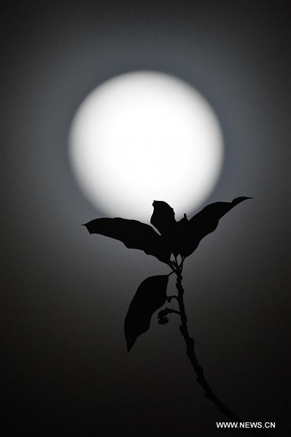 Fête chinoise de la mi-automne : pleine lune brillante 