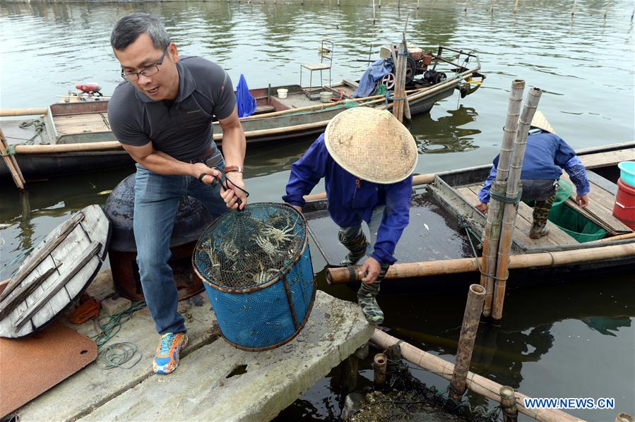 Chine : ouverture de la saison de la pêche du crabe chinois