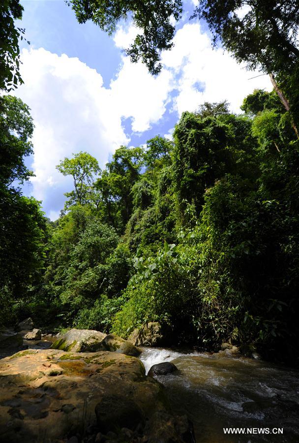 Chine : forêt tropicale au Yunnan