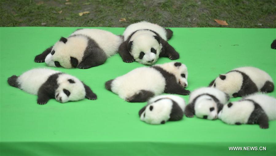 （社会）（4）成都：今年新生大熊猫宝宝集体亮相