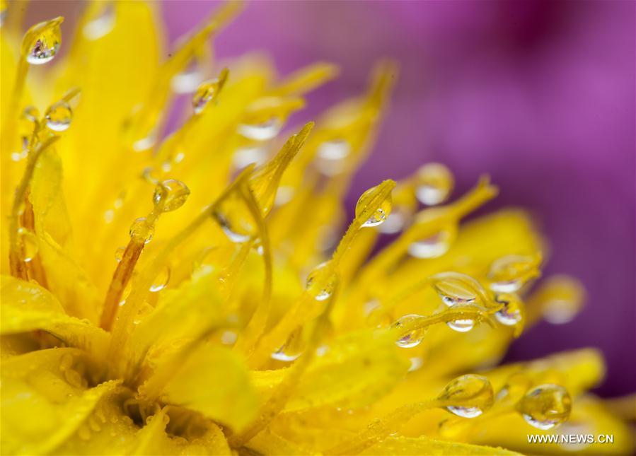 Chine : gouttes de rosée à Hohhot