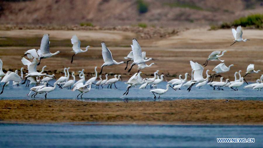Chine : oiseaux dans une zone humide de l'Anhui