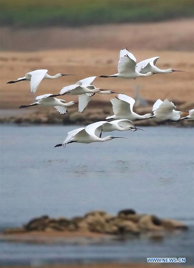 Chine : oiseaux dans une zone humide de l'Anhui