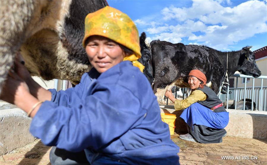 Vie quotidienne dans un village de relogement au Tibet