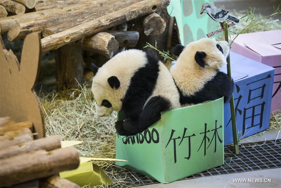 Canada : premier anniversaire de pandas jumeaux à Toronto