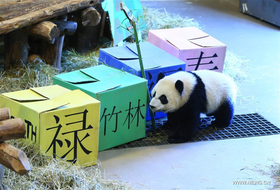 Canada : premier anniversaire de pandas jumeaux à Toronto