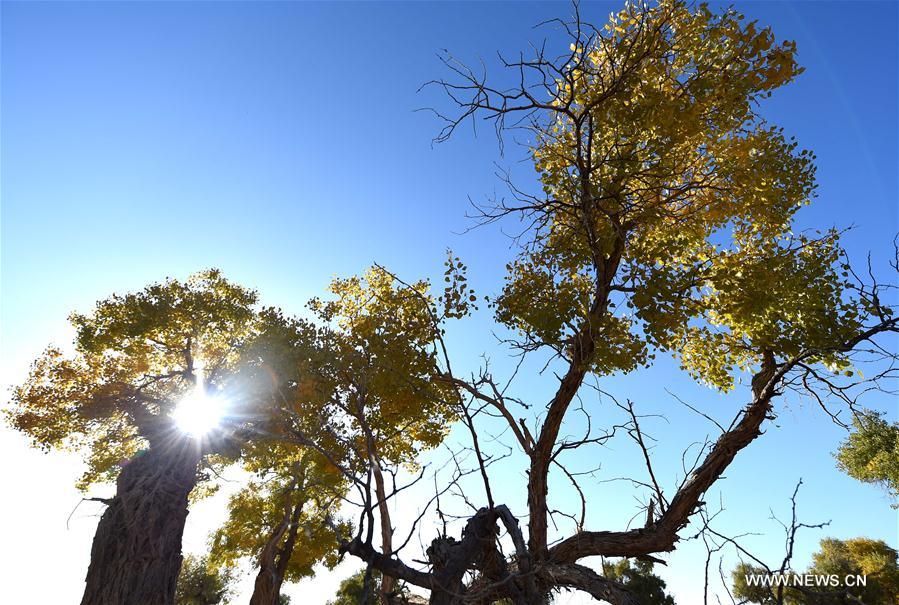 Chine : bois de peupliers en Mongolie intérieure