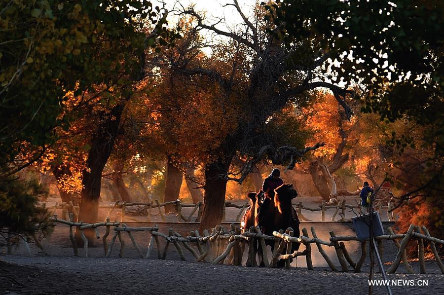 Chine : bois de peupliers en Mongolie intérieure