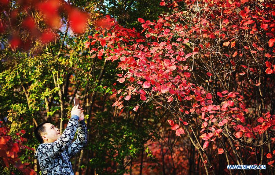 Des monts multicolores en automne dans le nord de la Chine