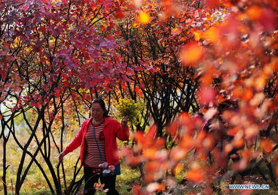 Des monts multicolores en automne dans le nord de la Chine