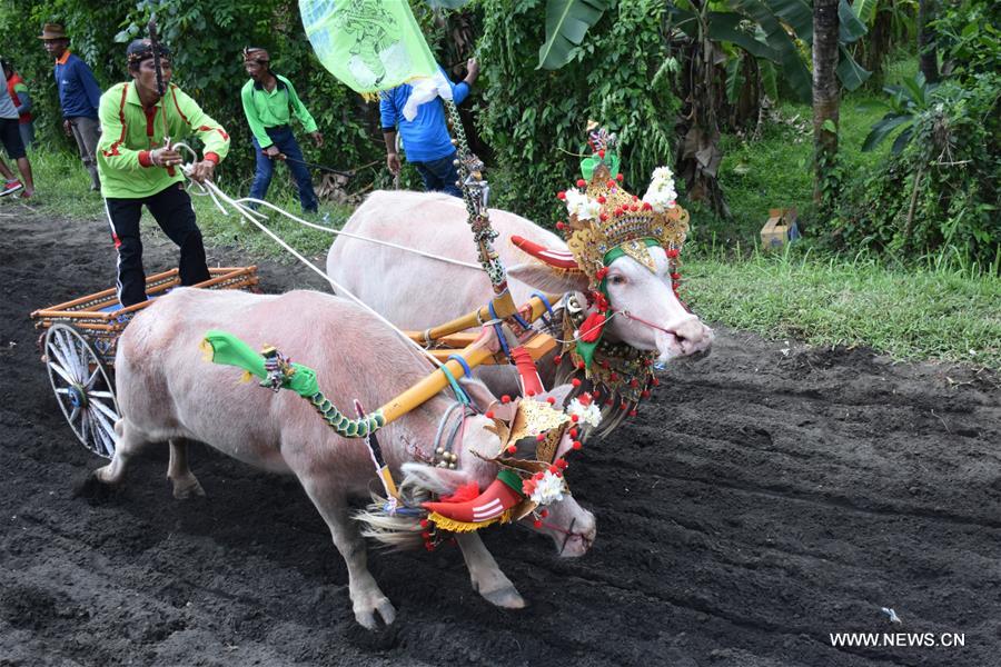 Indonésie : courses de buffles pour célébrer la récolte à Bali