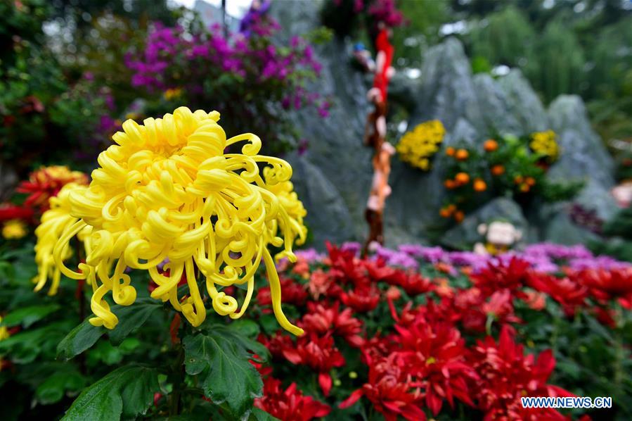 Chine : floraison de chrysanthèmes au Shandong