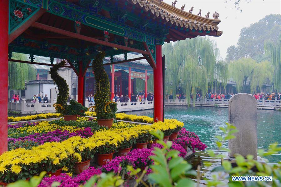 Chine : floraison de chrysanthèmes au Shandong