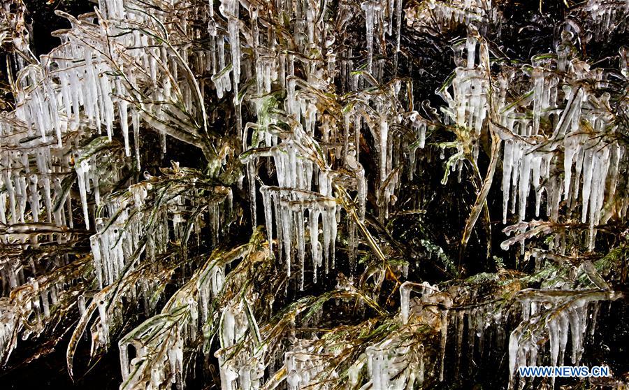 Stalactites de glace sur des arbres dans le nord-ouest de la Chine