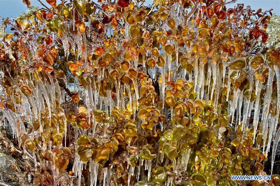 Stalactites de glace sur des arbres dans le nord-ouest de la Chine