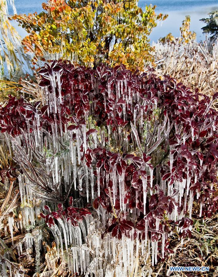 Stalactites de glace sur des arbres dans le nord-ouest de la Chine