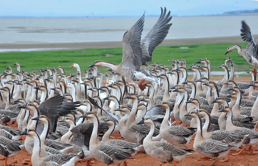 Les oies cygnodes migrent vers le lac Poyang pour l'hiver