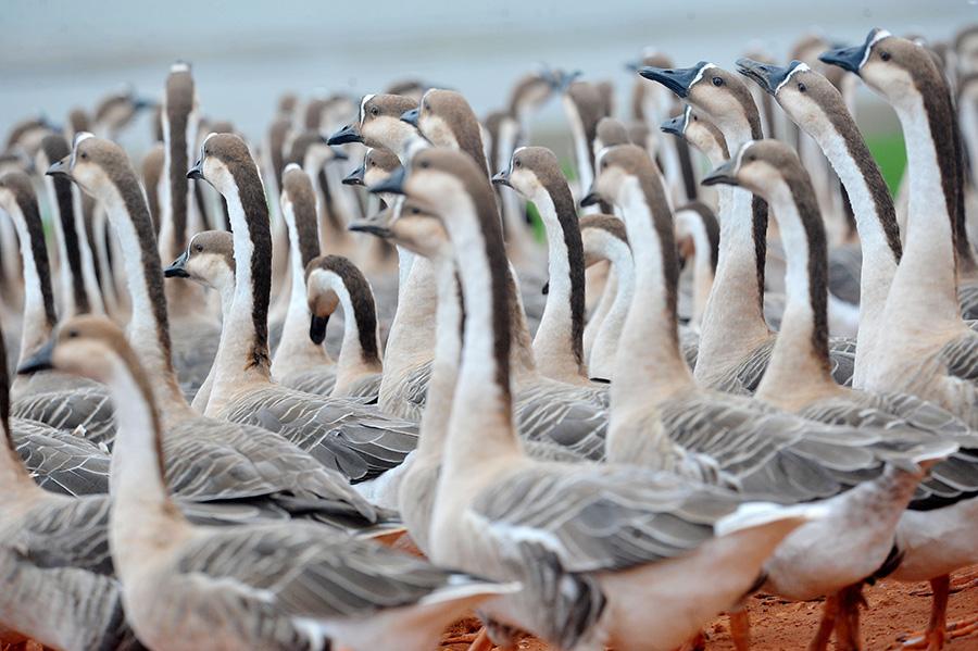 Les oies cygnodes migrent vers le lac Poyang pour l'hiver