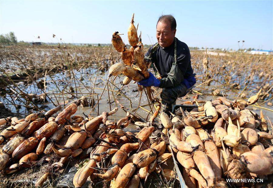 Chine : récolte des racines de lotus dans la province du Shandong