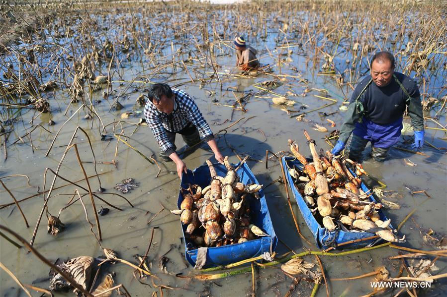 Chine : récolte des racines de lotus dans la province du Shandong