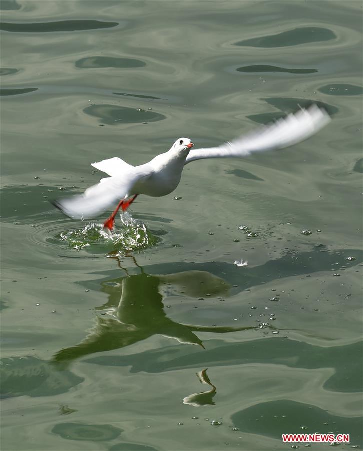 Chine : mouettes rieuses du lac Dianchi