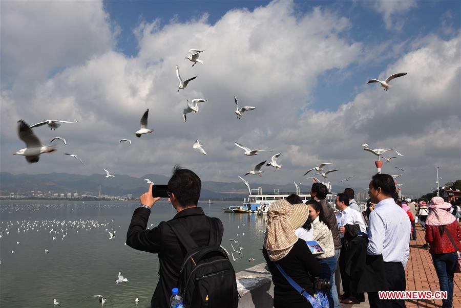 Chine : mouettes rieuses du lac Dianchi