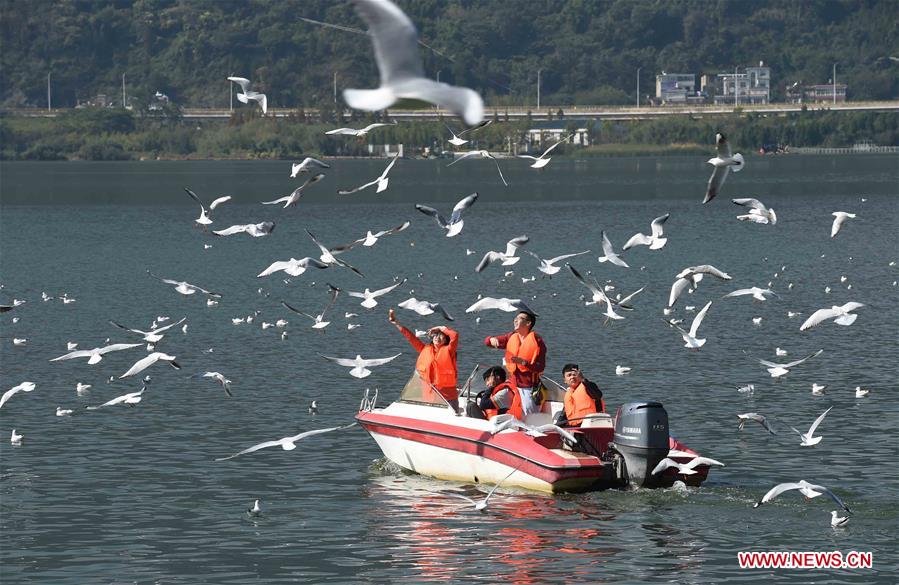 Chine : mouettes rieuses du lac Dianchi