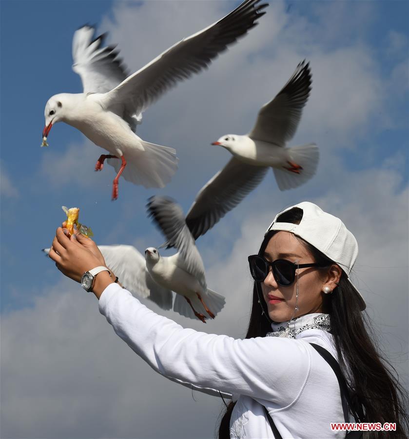 Chine : mouettes rieuses du lac Dianchi