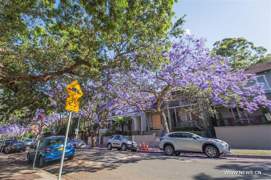 Australie : fleuraison de jacarandas à Sydney