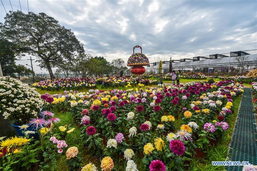 Chine : exposition de chrysanthèmes dans un village du Zhejiang