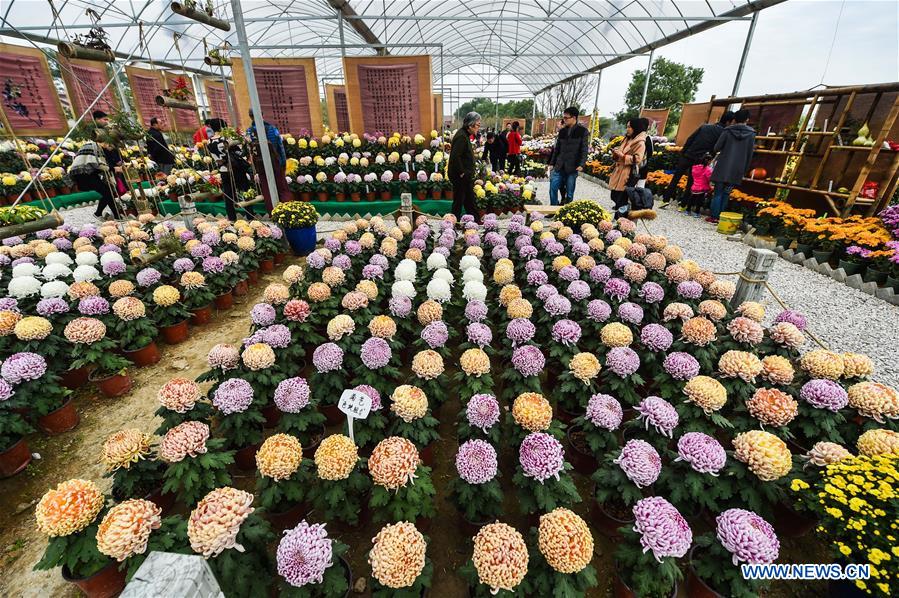 Chine : exposition de chrysanthèmes dans un village du Zhejiang