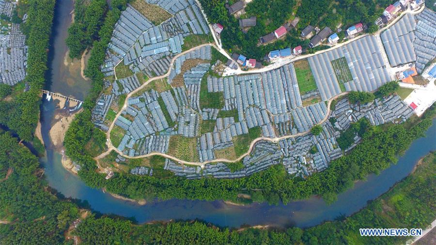 Chine : champs de kumquats dans le Guangxi