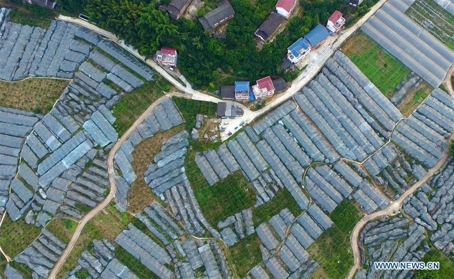 Chine : champs de kumquats dans le Guangxi