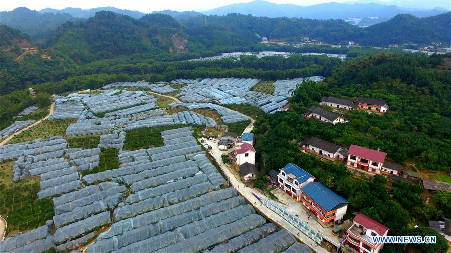 Chine : champs de kumquats dans le Guangxi