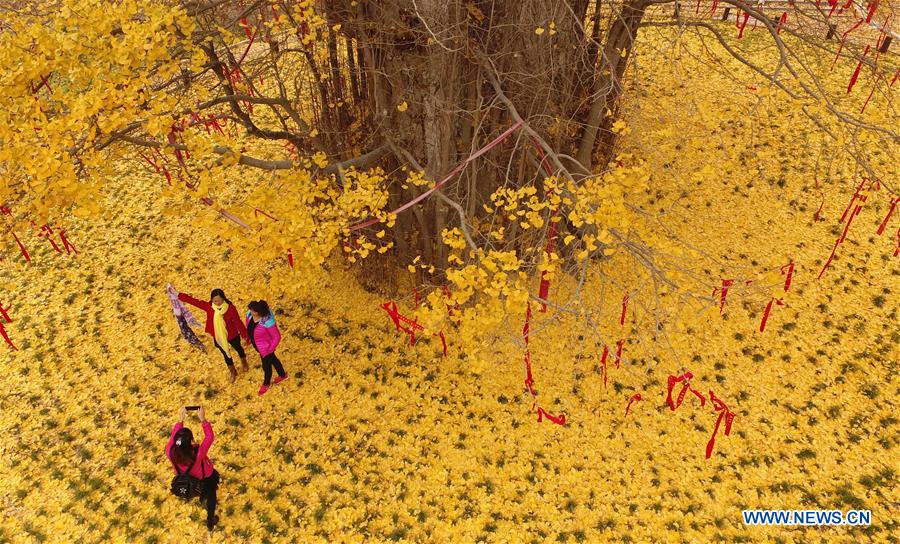 Chine : un grand ginkgo au Shaanxi