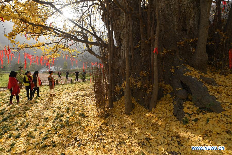 Chine : un grand ginkgo au Shaanxi