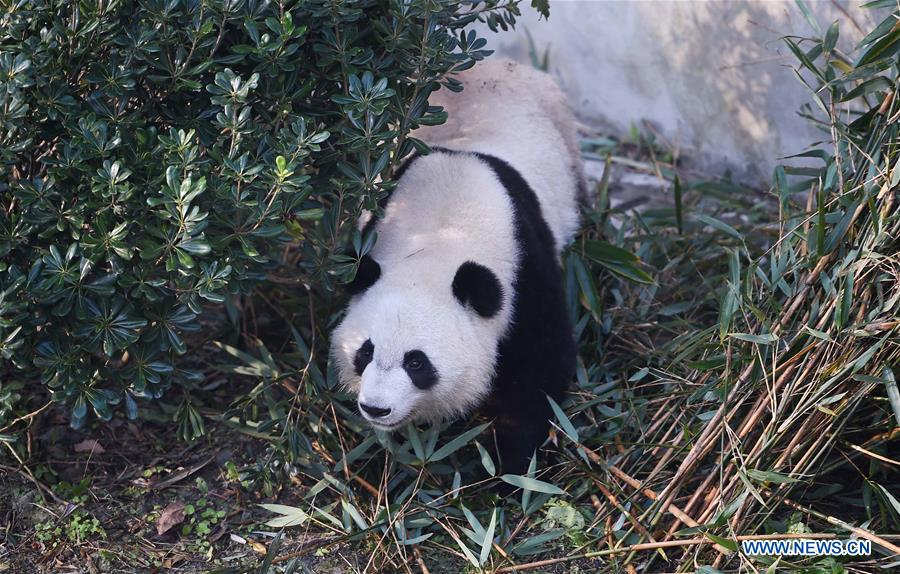 Chine : retour de pandas jumeaux nés aux Etats-Unis