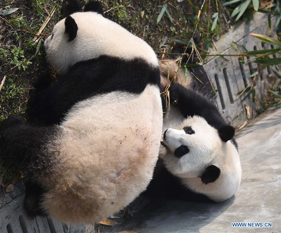 Chine : retour de pandas jumeaux nés aux Etats-Unis