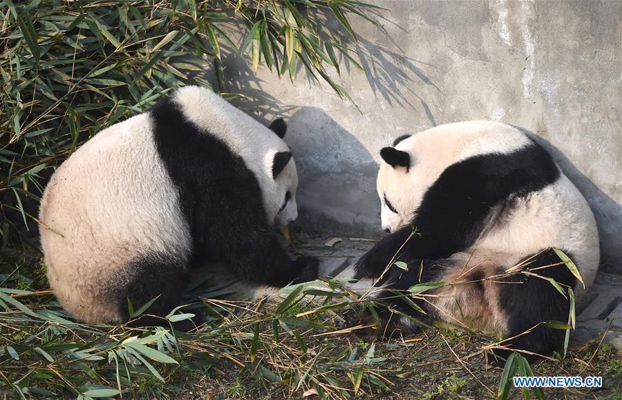 Chine : retour de pandas jumeaux nés aux Etats-Unis