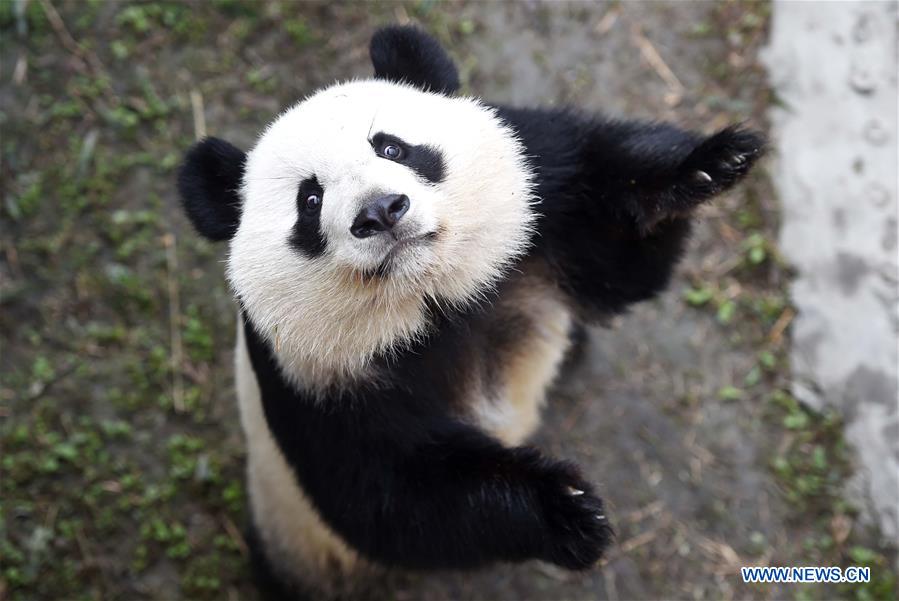 Chine : retour de pandas jumeaux nés aux Etats-Unis