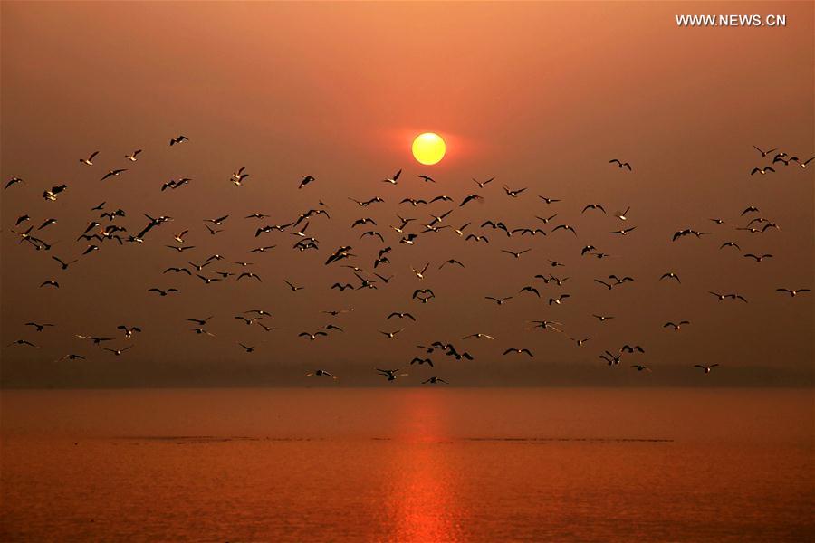 Chine : oiseaux migrateurs au Hebei
