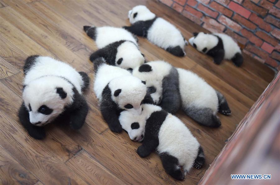 （年终报道）（3）大熊猫这一年的“网红”生活