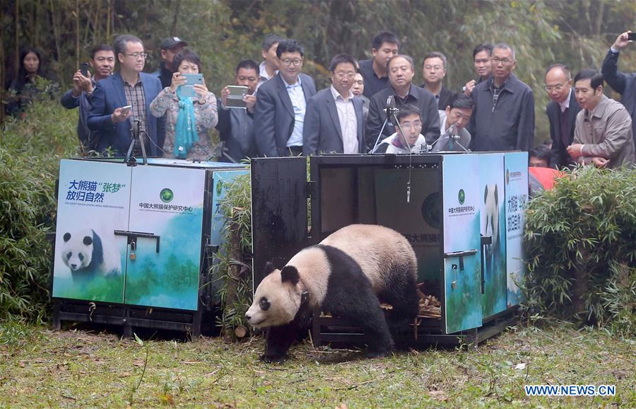 （年终报道）（7）大熊猫这一年的“网红”生活