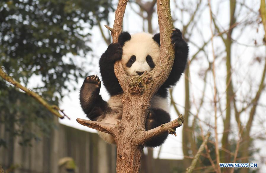 （年终报道）（1）大熊猫这一年的“网红”生活