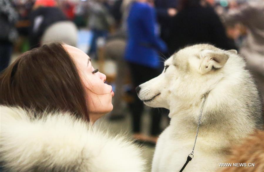 Concours de chiens en Finlande