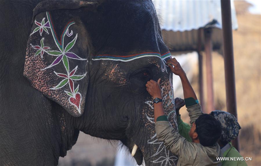 Népal : Festival de l'éléphant