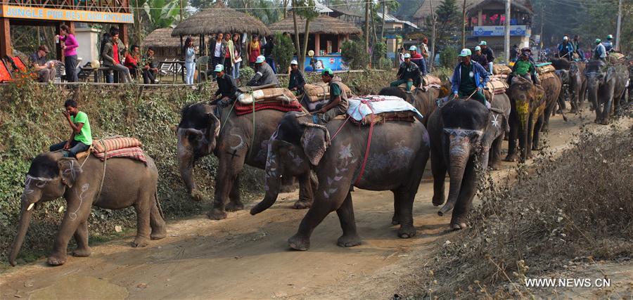 Népal : Festival de l'éléphant