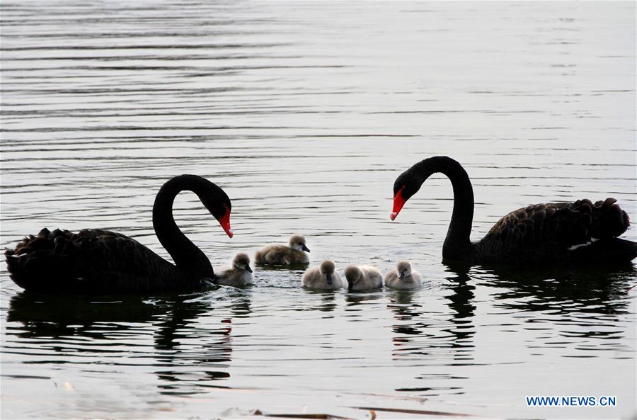 Cygnes noirs dans l'ancien Palais d'été à Beijing